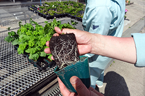 苗ポットの写真