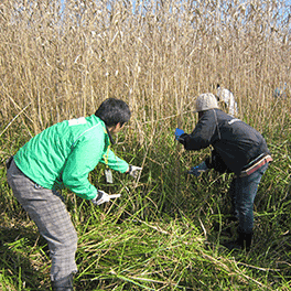 ヨシ狩り体験