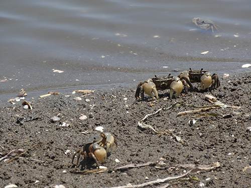 盤州干潟で見られる「アシハラガニ」