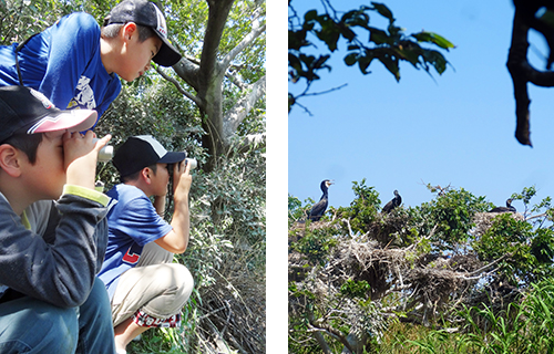 双眼鏡でカワウを観察