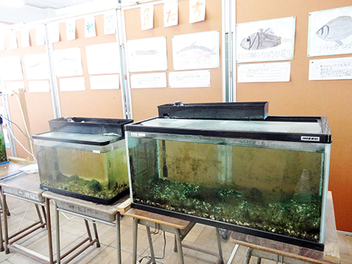 盤州干潟で見られる「アシハラガニ」