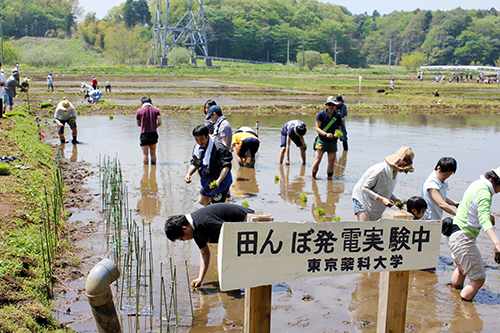 東京薬科大学生命科学部生命エネルギー工学研究室 千葉県野田市で田んぼ発電実験