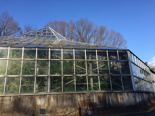 東京薬科大学にある都内で最大の薬用植物園