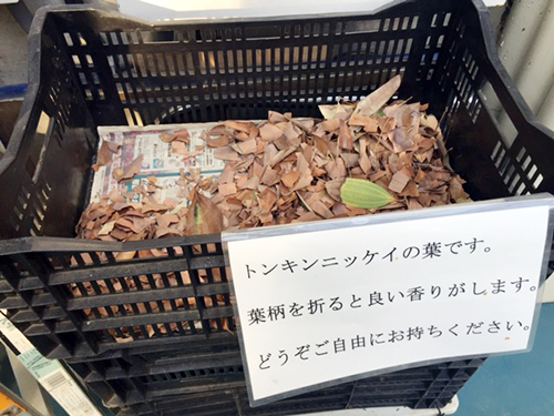 東京薬科大学にある都内で最大の薬用植物園 トンキニッケイの葉