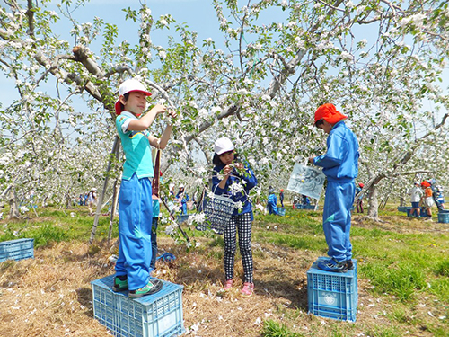 毎年、りんごの花が満開になる時期には、花摘み作業を体験する