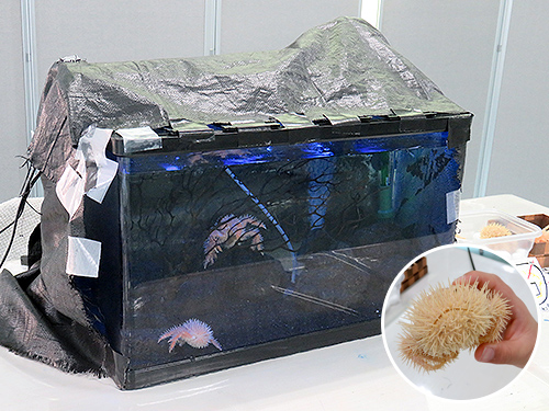 オオグソクムシ