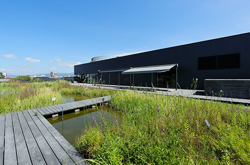 屋上につくられたビオトープ